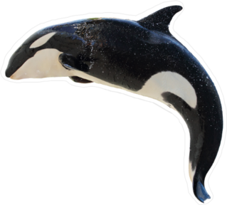 Leaping Killer Whale Sticker