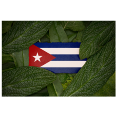 Leaves Cuba Flag Sticker 