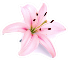 Light Pink Lily Flower Sticker