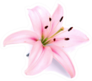 Light Pink Lily Flower Sticker