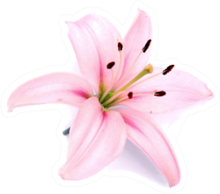 Light Pink Lily Flower Sticker