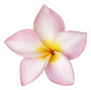 Light Pink Plumeria Flower Sticker