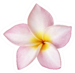 Light Pink Plumeria Flower Sticker
