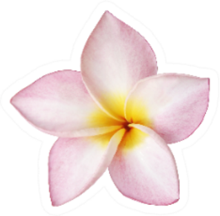 Light Pink Plumeria Flower Sticker