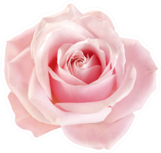 Light-pink Rose Blossom On White Background Sticker