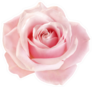 Light-pink Rose Blossom On White Background Sticker