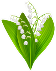 Lilly Of The Valley Illustration Sticker