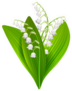 Lilly Of The Valley Illustration Sticker