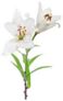 Lily Flower Isolated On White Background Sticker