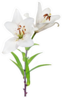 Lily Flower Isolated On White Background Sticker