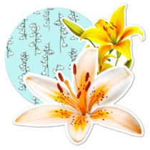 Lily Flower Thumbnail