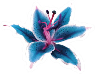 Lily Turquoise-white Flower Sticker