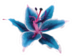 Lily Turquoise-white Flower Sticker