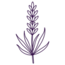 Line Art Lavender Sticker