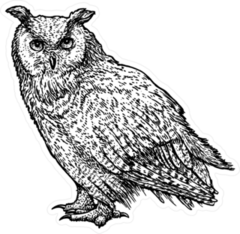 Line Art Owl Sticker