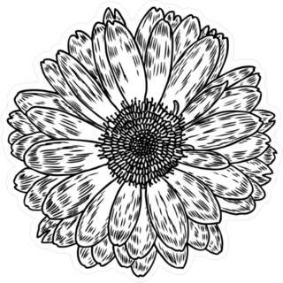 Line Art Style Daisy Sticker