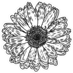 Line Art Style Daisy Sticker