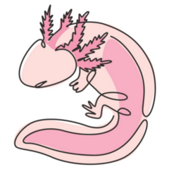 Line Drawing Axolotl Sticker