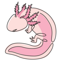 Line Drawing Axolotl Sticker