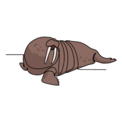 Line Drawing Of Walrus Sticker