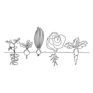 Lines Drawing Vegetables In The Garden Sketch Sticker