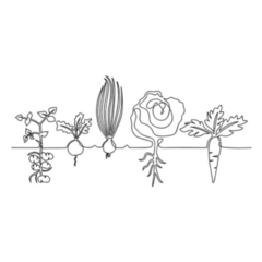 Lines Drawing Vegetables In The Garden Sketch Sticker