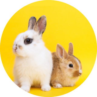 Little Cute Rabbits On The Yellow Background Sticker