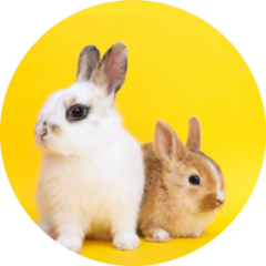 Little Cute Rabbits On The Yellow Background Sticker