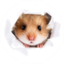 Little Hamster Looking Through Hole Sticker
