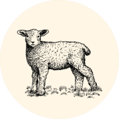 Little Lamb Sketch On Color Sticker