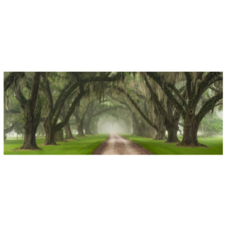 Live Oak Tree Tunnel Of Charleston South Carolina Sticker