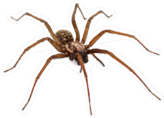 Live Predatory Spider Sticker