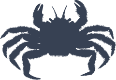 Lively Crab Sticker
