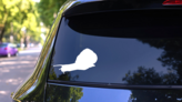 Lively Snail Sticker on a Rear Car Window (New) example