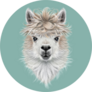 Llama Animal Portrait On Blue Sticker
