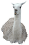 Llama Isolated On White Sticker