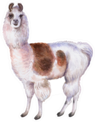 Llama Or Alpaca Hand-drawn Watercolor Illustration Sticker