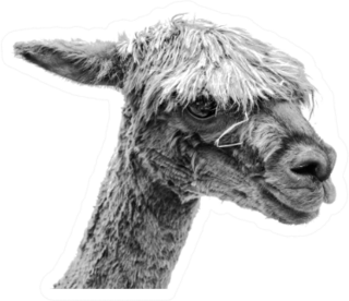 Llama Portrait In Black And White Sticker