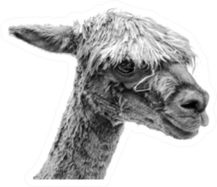 Llama Portrait In Black And White Sticker