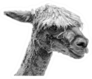 Llama Portrait In Black And White Sticker
