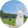 Llama Relax In Summer Sunny Day Sticker