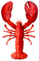 Lobster As Fresh Seafood Sticker