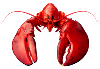 Lobster Front View Sticker