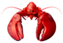Lobster Front View Sticker