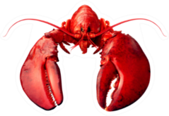 Lobster Front View Sticker