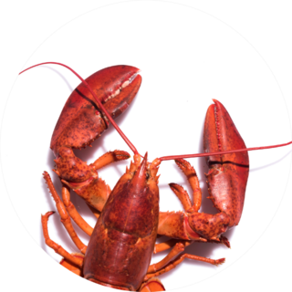 Lobster In Circle Sticker