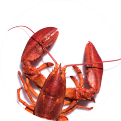 Lobster In Circle Sticker