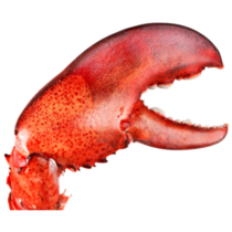 Lobsters Claw Sticker