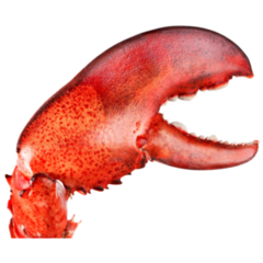 Lobsters Claw Sticker