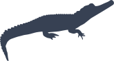 Long Alligator Crocodile Sticker